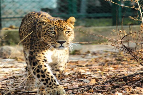 Representational Photo