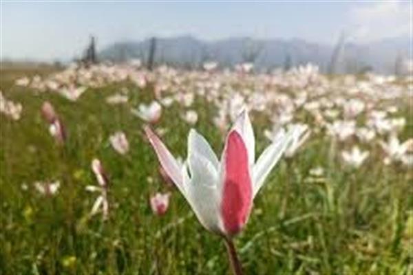 Wild tulips bloom naturally among saffron fields in Pampore