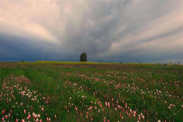 A lone tree stands in the distance under a cloudy sky, overlooking wild tulips in Pampore.